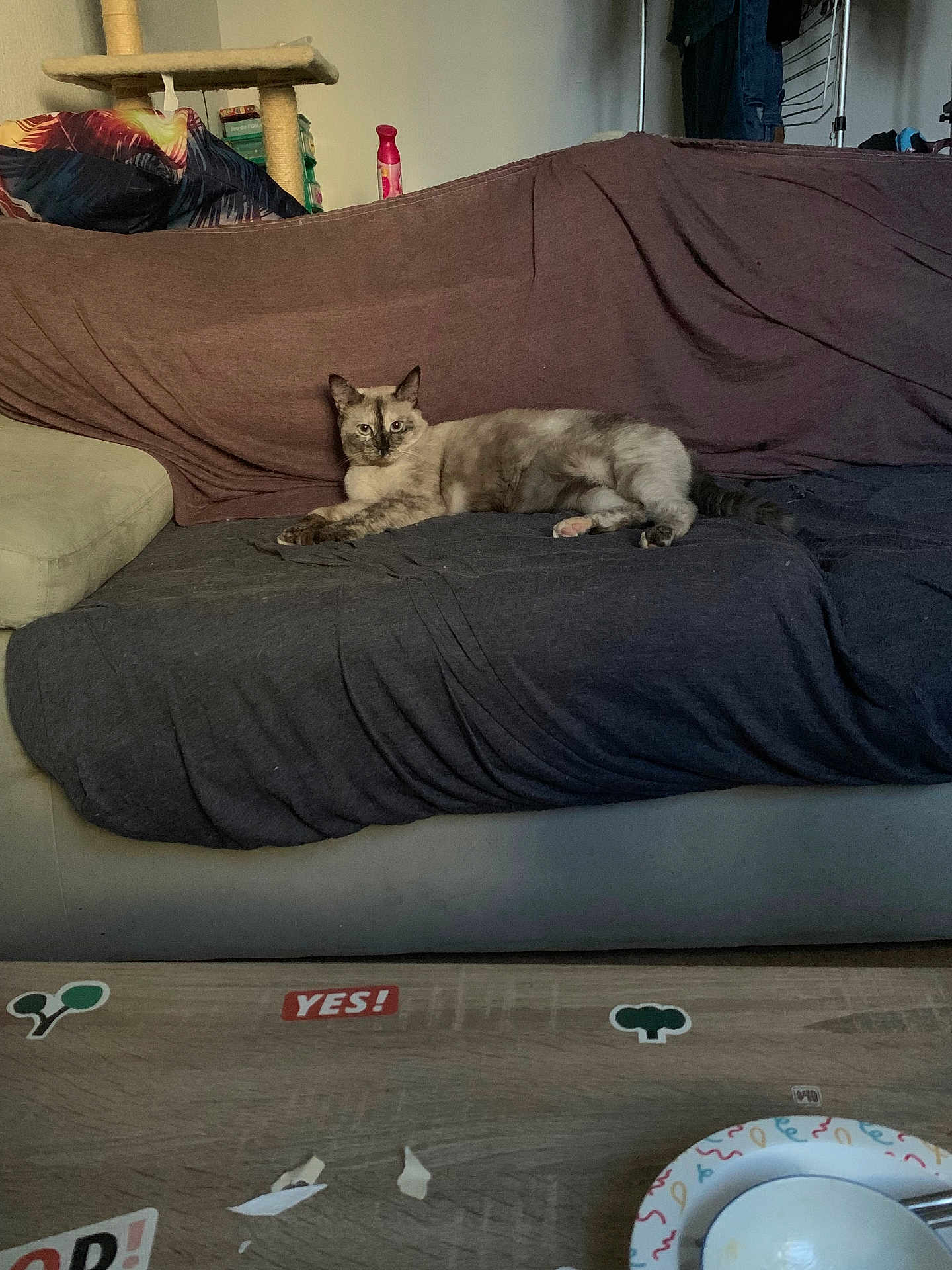 Luna participe au concours pour gagner de l'argent avec cette photo : cat, couch, blanket, living_room, coffee_table, plate, stickers, cat_tree, furniture, indoor, pet, relaxed, curious, cozy, clothes, household, table, food, domestic, animal