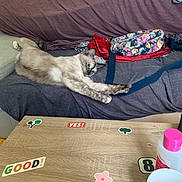 Luna a rejoint le concours — aidez-le/la à gagner de superbes lots ! cat, stretching, couch, blanket, bag, floral_pattern, wooden_table, stickers, pink_bottle, cup, living_room, relaxed, indoor, furniture, purple, gray, decor, pet, animal, cozy