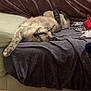 Luna a rejoint le concours — aidez-le/la à gagner de superbes lots ! cat, sofa, blanket, stretching, indoor, furniture, pet, relaxed, cozy, paw, tail, clothing, foot, couch, home, sleeping, resting, tabby, fur, living_room