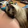 cat, closeup, comfort, ear, fur, furniture, home, indoor, living_room, person, pet, relaxation, remote_control, resting, siamese_cat, skin, sleeping, snack_pack, table, whiskers