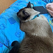 Tarzan a rejoint le concours — aidez-le/la à gagner de superbes lots ! cat, siamese, sleeping, bed, blue_bedspread, collar, fur, tail, indoor, resting, cozy, blanket, polka_dot, home, feline, animal, cute, pet, relaxation, soft