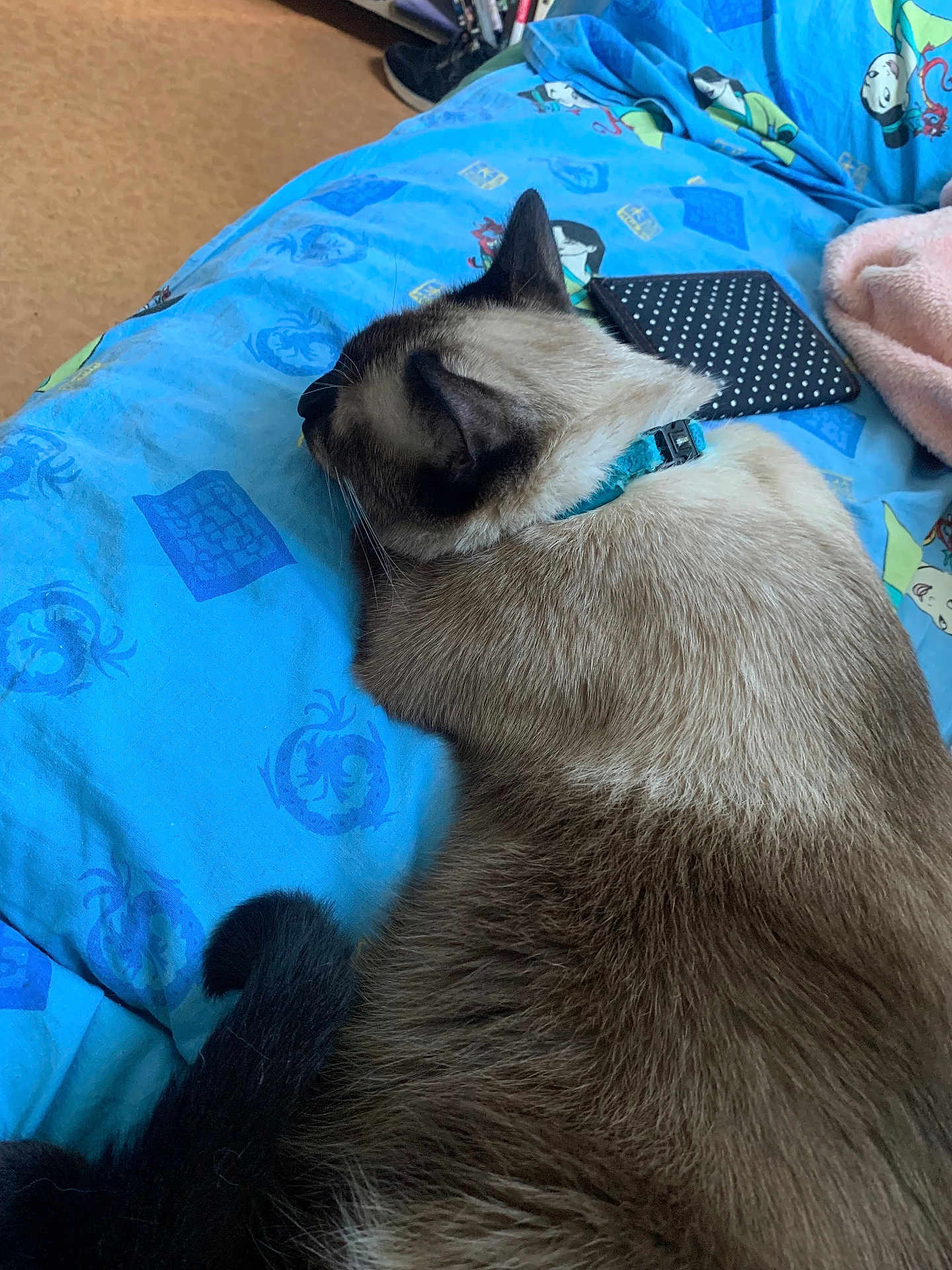 Tarzan a rejoint le concours — aidez-le/la à gagner de superbes lots ! cat, siamese, sleeping, bed, blue_bedspread, collar, fur, tail, indoor, resting, cozy, blanket, polka_dot, home, feline, animal, cute, pet, relaxation, soft