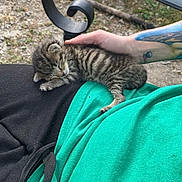 Memphis is registered to the contest to win money with this photo: animal, black_pants, cat, cute, gravel, green_shirt, hand, kitten, lap, metal_chair, outdoor, person, pet, relaxing, resting, sleeping, small, striped, striped_fur, tattoo