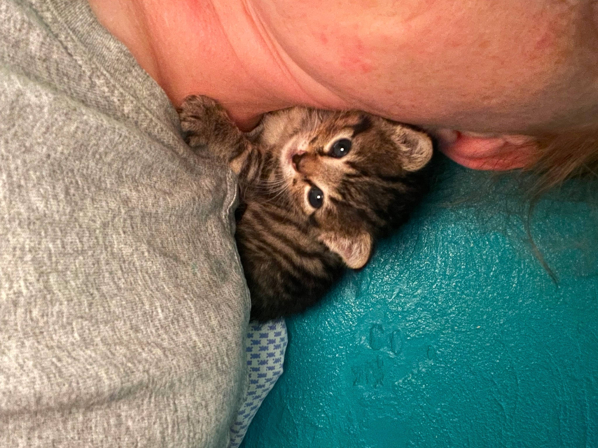 Memphis joined the competition — help win amazing prizes! brown, carnivore, cat, claw, comfort, domestic_short_haired_cat, ear, felidae, fur, gesture, paw, small_to_medium_sized_cats, snout, terrestrial_animal, whiskers