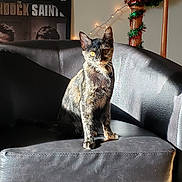 Mars is registered to the contest to win money with this photo: animal, cat, chair, cozy, decoration, feline, furniture, garland, home, indoor, leather, pet, poster, shadow, sitting, staircase, sunlight, tortoiseshell_cat, wall, yellow_eyes