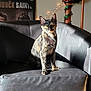 animal, cat, chair, cozy, decoration, feline, furniture, garland, home, indoor, leather, pet, poster, shadow, sitting, staircase, sunlight, tortoiseshell_cat, wall, yellow_eyes