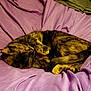 Mars is registered to the contest to win money with this photo: animal, bed, blanket, cat, comfort, cozy, curled_up, cute, domestic, feline, fur, indoor, nap, pet, purple, relaxed, resting, sleeping, soft, tortoiseshell