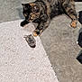 alert, animal, carpet, cat, closeup, concrete, curiosity, domestic, floor, fur, hunting, indoor, mammal, mouse, paws, pet, predator, prey, tortoiseshell_cat, whiskers