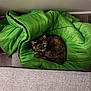 animal, blanket, cat, couch, cozy, domestic_cat, floor, fur, furniture, gray_couch, green_blanket, home, indoor, pet, quiet, relaxing, resting, sleeping, tortoiseshell_cat, wall