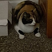 Mink is registered to the contest to win money with this photo: animal, black, box, brown, calico, carpet, cat, crouching, curious, door, feline, floor, fur, home, indoor, pet, quiet, resting, shadow, white