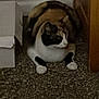 animal, black, box, brown, calico, carpet, cat, crouching, curious, door, feline, floor, fur, home, indoor, pet, quiet, resting, shadow, white