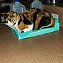 animal, box, calico, cat, container, counter, cozy, curled_up, domestic, feline, fur, household_items, indoor, kitchen, orange_black_white, pet, pot, resting, still_life, water_jug