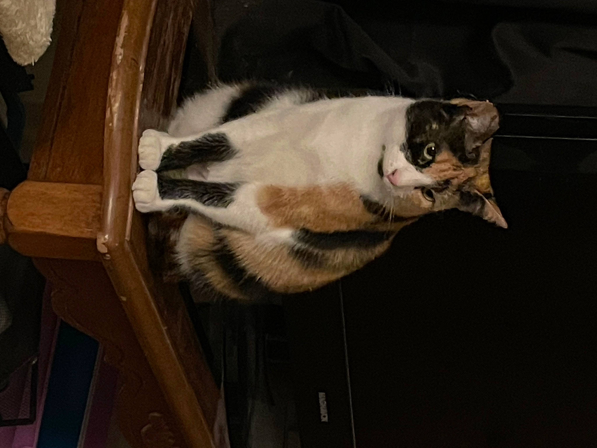 Mink joined the competition — help win amazing prizes! carnivore, cat, cat_supply, claw, domestic_short_haired_cat, felidae, fur, paw, small_to_medium_sized_cats, snout, tail, terrestrial_animal, whiskers, wood