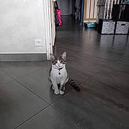 Nougat a rejoint le concours — aidez-le/la à gagner de superbes lots ! cat, indoor, floor, tile, pet_collar, purple_bell, pet_cage, storage_boxes, home, animal, curious, sitting, gray, white, striped_tail, doorway, bag, household_items, clean, quiet