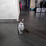 cat, indoor, floor, tile, pet_collar, purple_bell, pet_cage, storage_boxes, home, animal, curious, sitting, gray, white, striped_tail, doorway, bag, household_items, clean, quiet