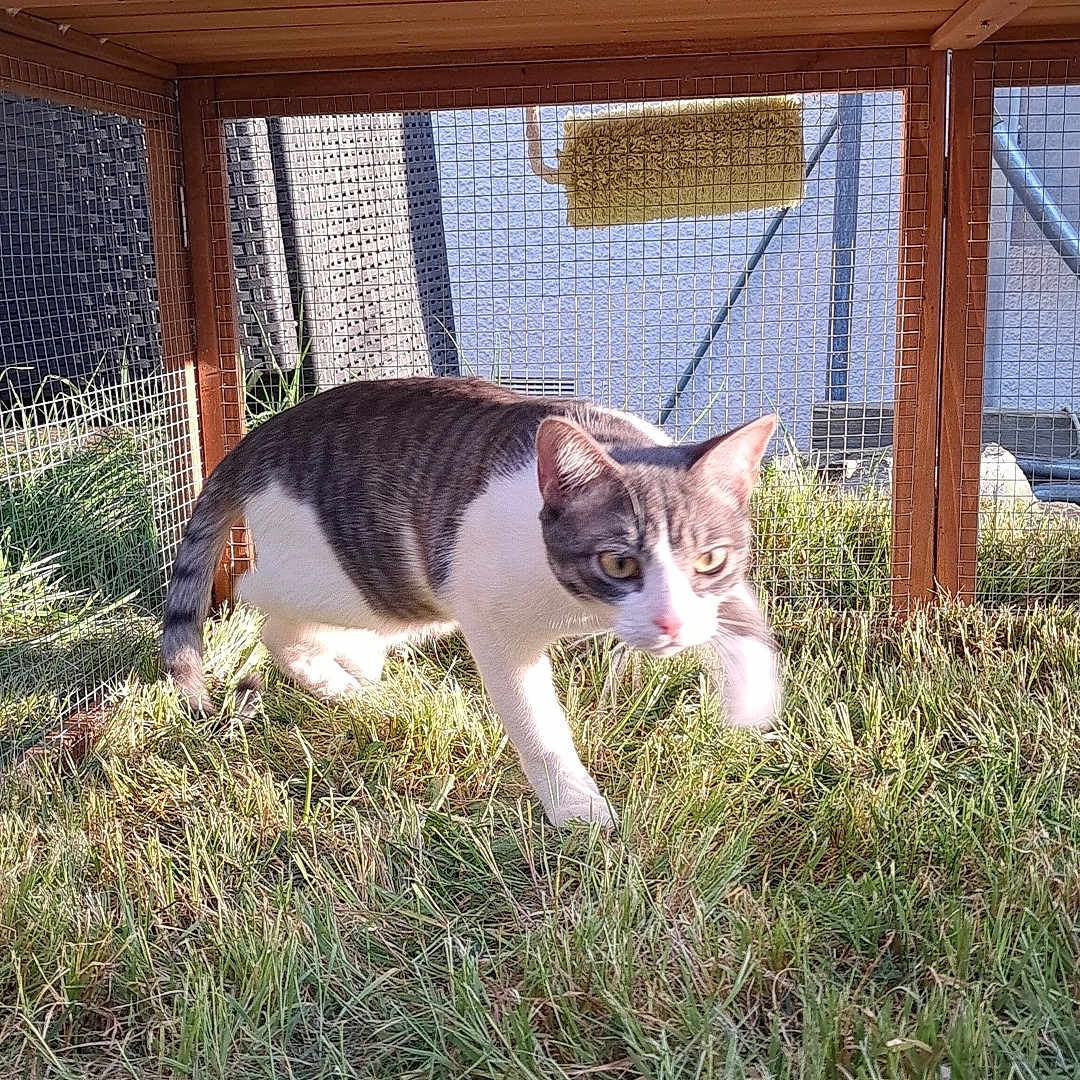 Nougat a rejoint le concours — aidez-le/la à gagner de superbes lots ! animal, cage, cat, curious, daylight, domestic_animal, enclosure, feline, focus, grass, greenery, nature, outdoor, paint_roller, pet, playful, sunlight, walking, wire, wooden