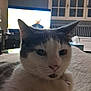 cat, indoor, blanket, feline, pet, cozy, closeup, relaxed, fur, whiskers, window, television, furniture, living_room, home, domestic, resting, soft, warm, night