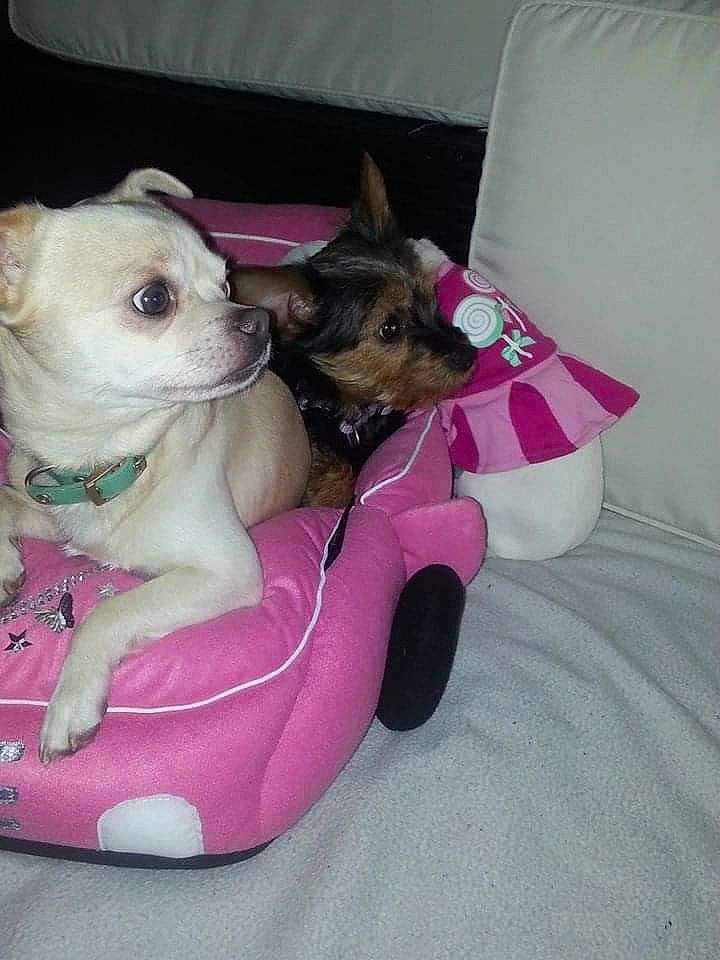 Gucci a rejoint le concours — aidez-le/la à gagner de superbes lots ! canidae, carnivore, chihuahua, companion_dog, dog, dog_breed, dog_clothes, fawn, mammal, pink, puppy, toy_dog, vertebrate