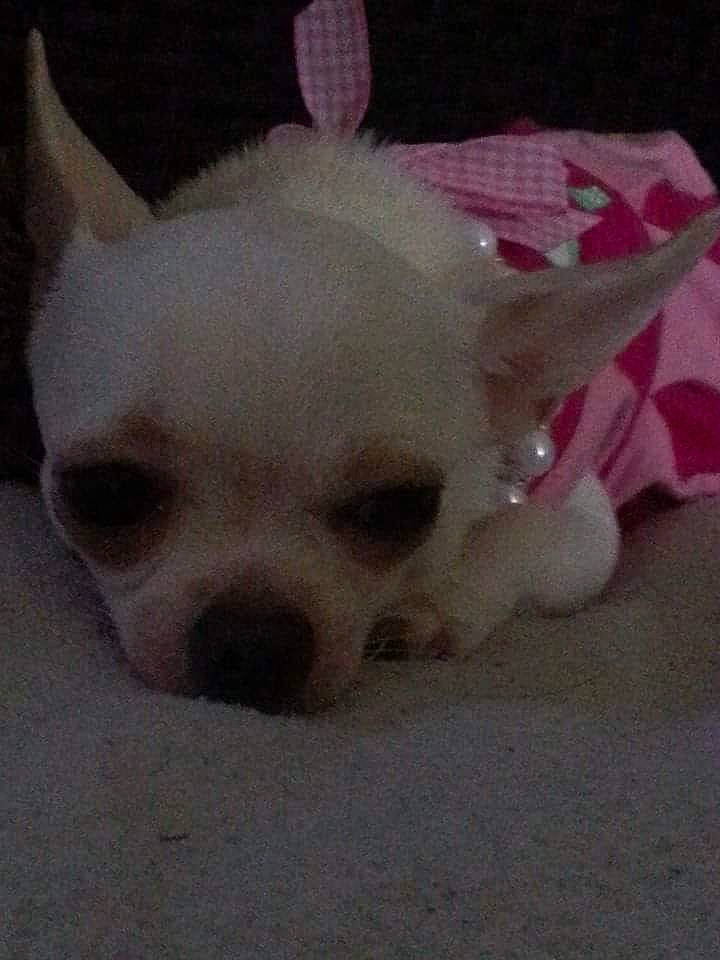 Gucci participe au concours pour gagner de l'argent avec cette photo : canidae, carnivore, chihuahua, companion_dog, dog, dog_breed, ear, eye, fawn, french_bulldog, head, mammal, non_sporting_group, nose, puppy, skin, snout, tail, toy_dog