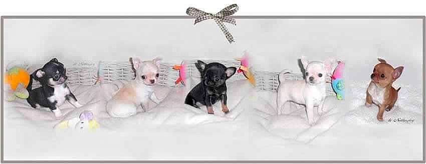 Gucci participe au concours pour gagner de l'argent avec cette photo : canidae, carnivore, chihuahua, companion_dog, dog, dog_breed, fawn, french_bulldog, mammal, non_sporting_group, puppy, toy_dog, vertebrate