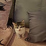 kitten, cat, pet, animal, small, cute, fur, whiskers, ears, pillow, blanket, soft, indoor, cozy, curious, young, domestic, mammal, fur_pattern, resting