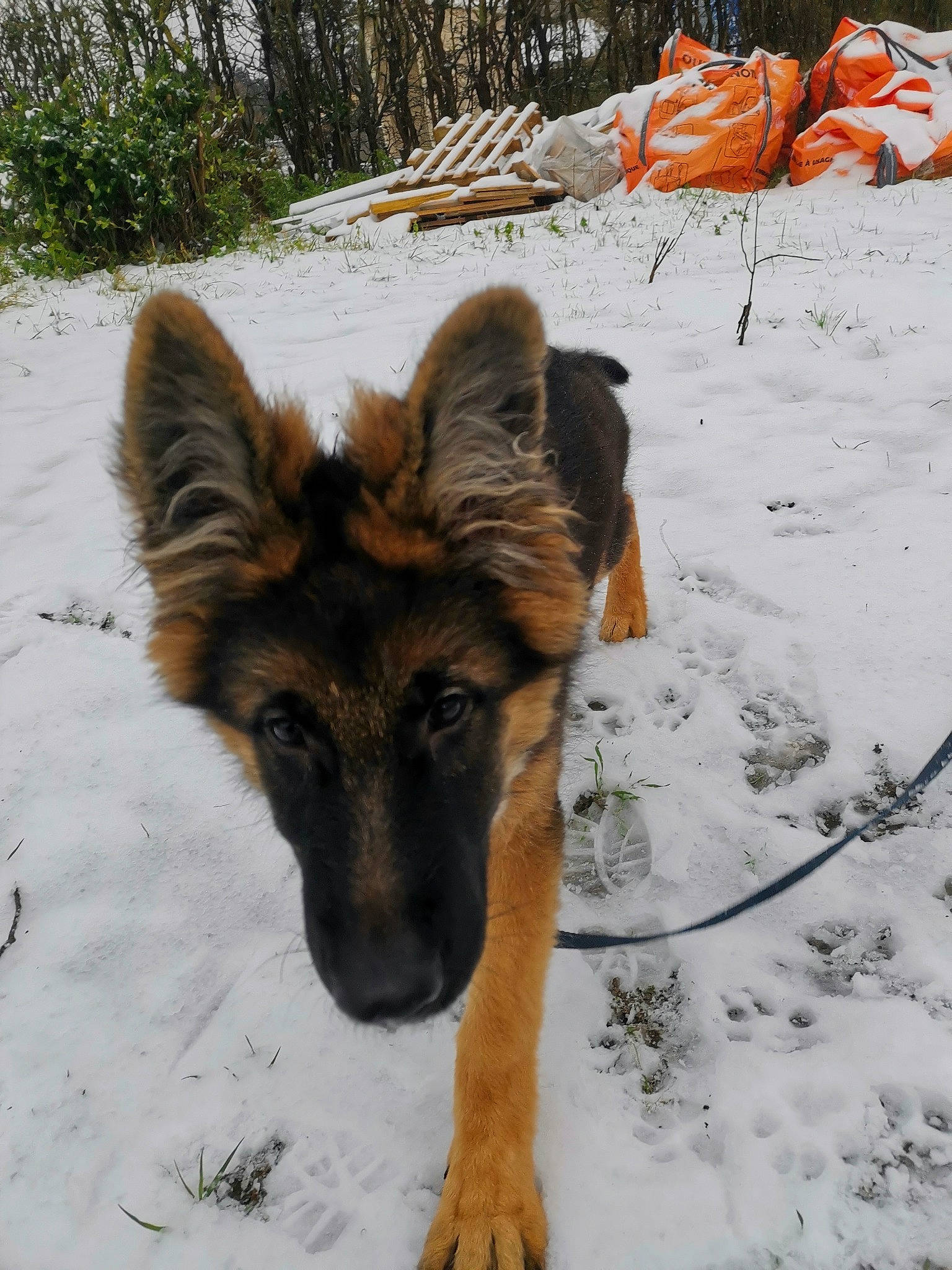 Ragnar participe au concours pour gagner de l'argent avec cette photo : canidae, canis, carnivore, dog, dog_breed, fawn, freezing, fur, geological_phenomenon, german_shepherd_dog, guard_dog, herding_dog, precipitation, snout, snow, sporting_group, vertebrate, winter, working_animal, working_dog