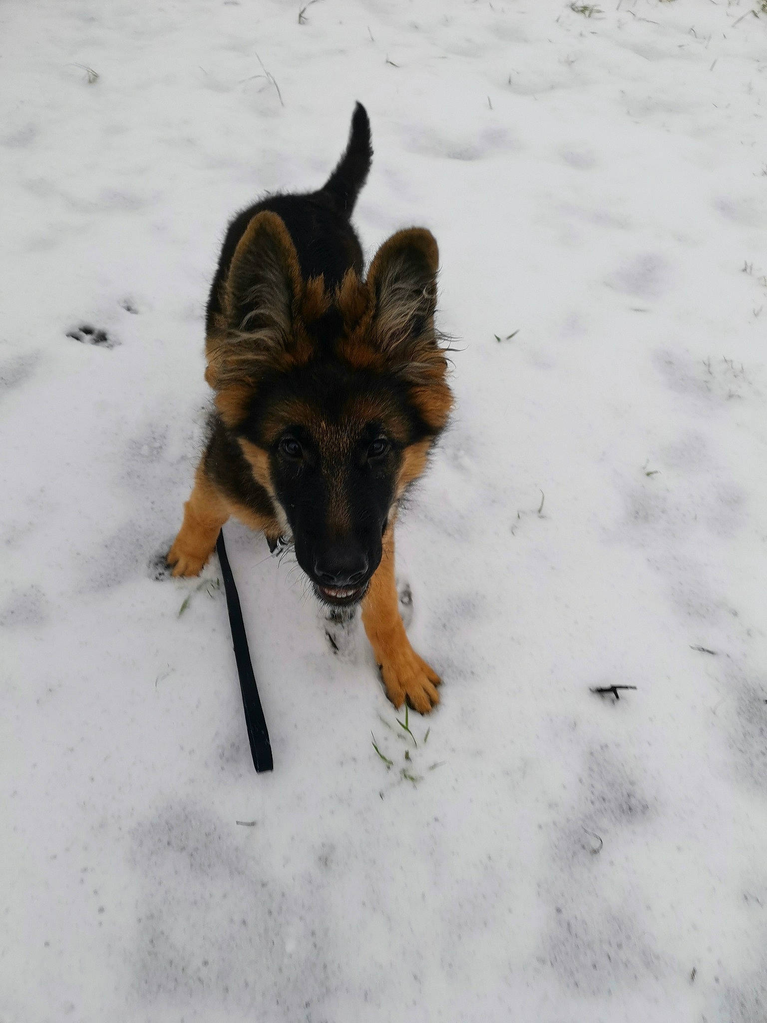 Ragnar a rejoint le concours — aidez-le/la à gagner de superbes lots ! brown, canidae, canis, carnivore, dog, dog_breed, freezing, fur, geological_phenomenon, german_shepherd_dog, guard_dog, king_shepherd, old_german_shepherd_dog, paw, precipitation, snout, snow, sporting_group, vertebrate, winter