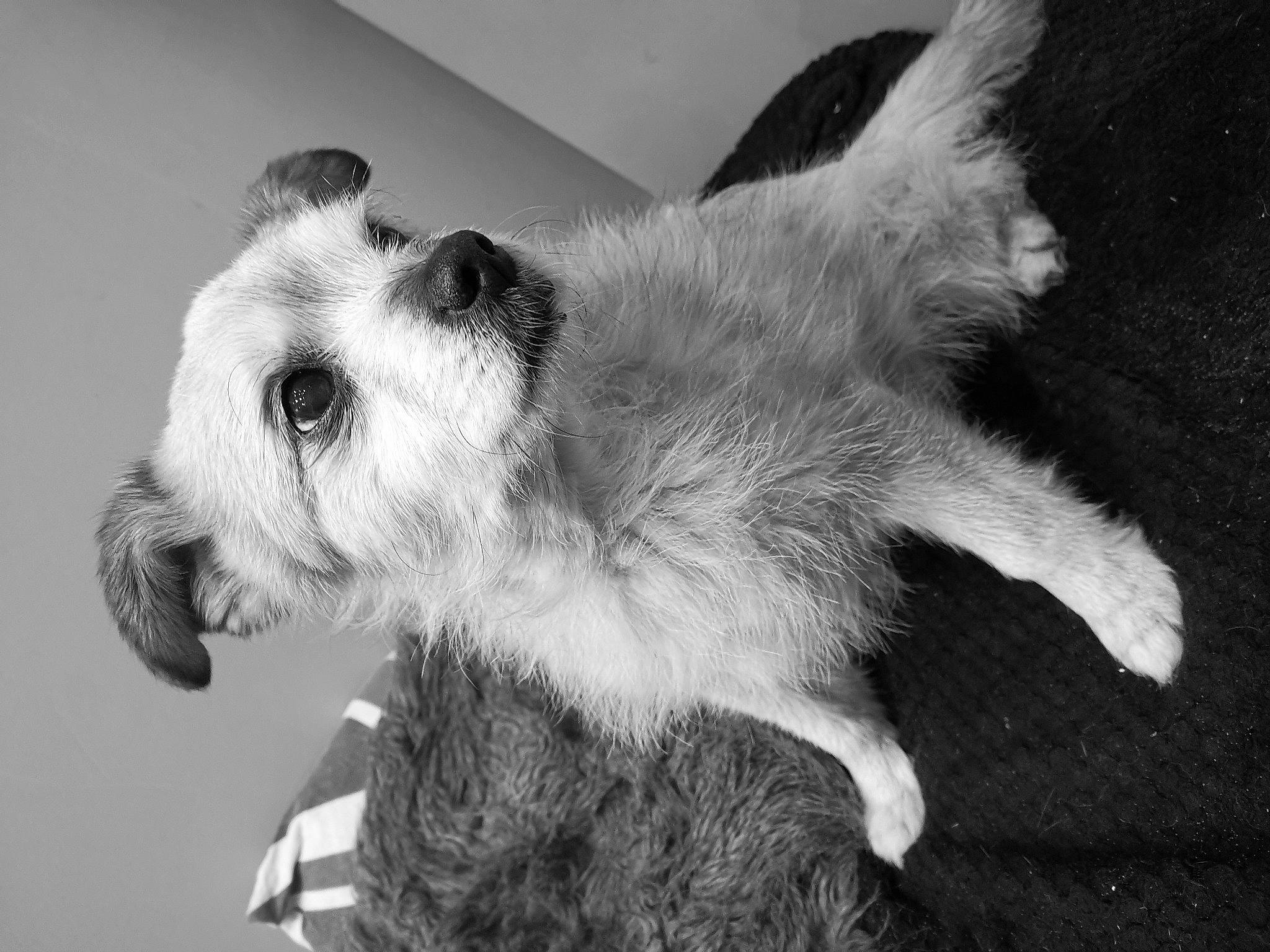 Beethoven participe au concours pour gagner de l'argent avec cette photo : black, black_and_white, canidae, carnivore, companion_dog, dog, dog_breed, fur, monochrome, monochrome_photography, paw, pet_supply, puppy, small_terrier, snout, sporting_group, stuffed_toy, tail, terrier, working_animal