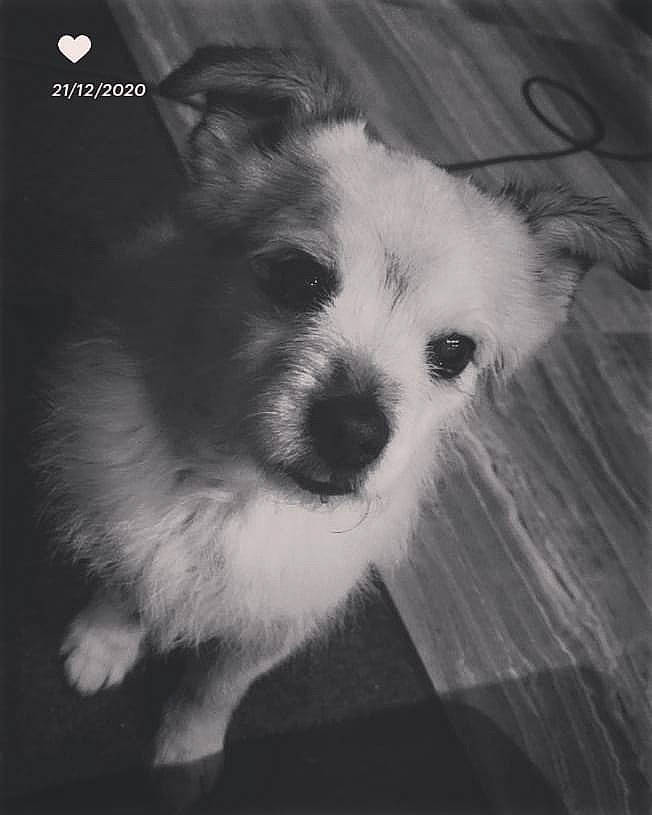 Beethoven participe au concours pour gagner de l'argent avec cette photo : black_and_white, canidae, carnivore, companion_dog, dog, dog_breed, fur, maltepoo, monochrome, monochrome_photography, morkie, non_sporting_group, puppy, small_terrier, snout, terrier, toy_dog, whiskers, working_animal, working_dog