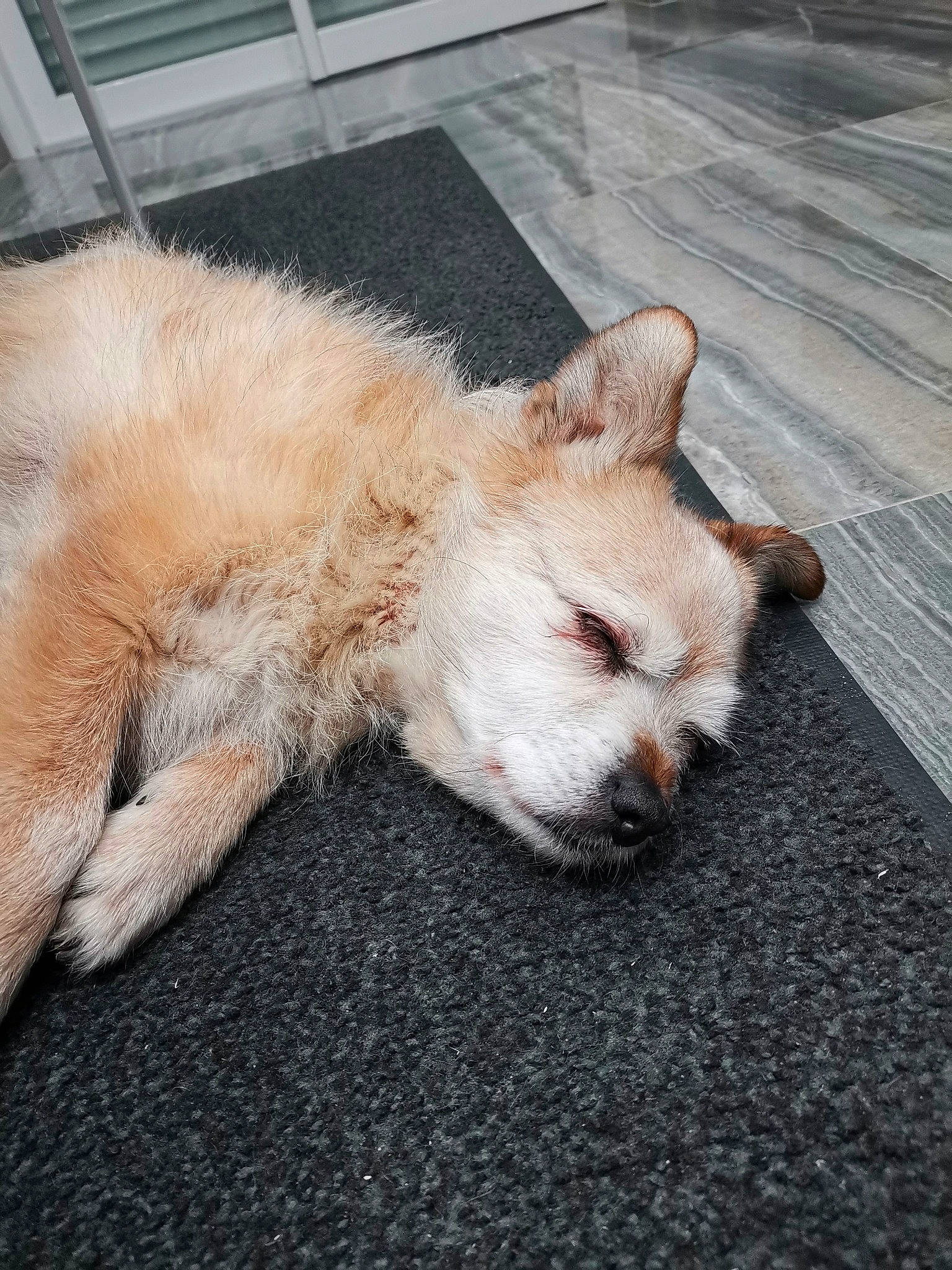 Beethoven participe au concours pour gagner de l'argent avec cette photo : canidae, carnivore, claw, companion_dog, dog, dog_breed, fawn, fur, mammal, paw, snout, sporting_group, terrestrial_animal, tile, whiskers, working_animal, working_dog