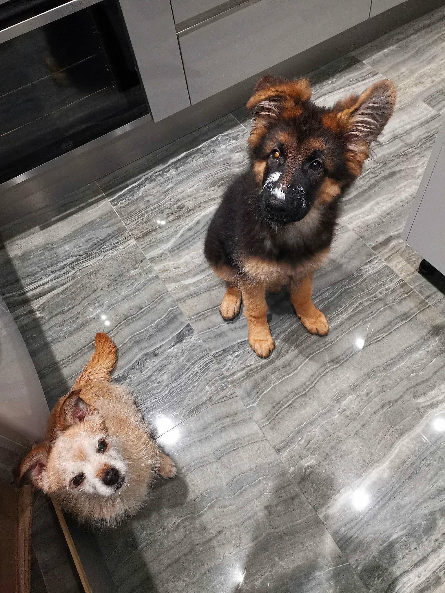 Beethoven participe au concours pour gagner de l'argent avec cette photo : brown, canidae, carnivore, companion_dog, dog, dog_breed, dog_supply, fawn, floor, flooring, fur, hardwood, laminate_flooring, liver, paw, pet_supply, snout, sporting_group, toy_dog, wood_flooring