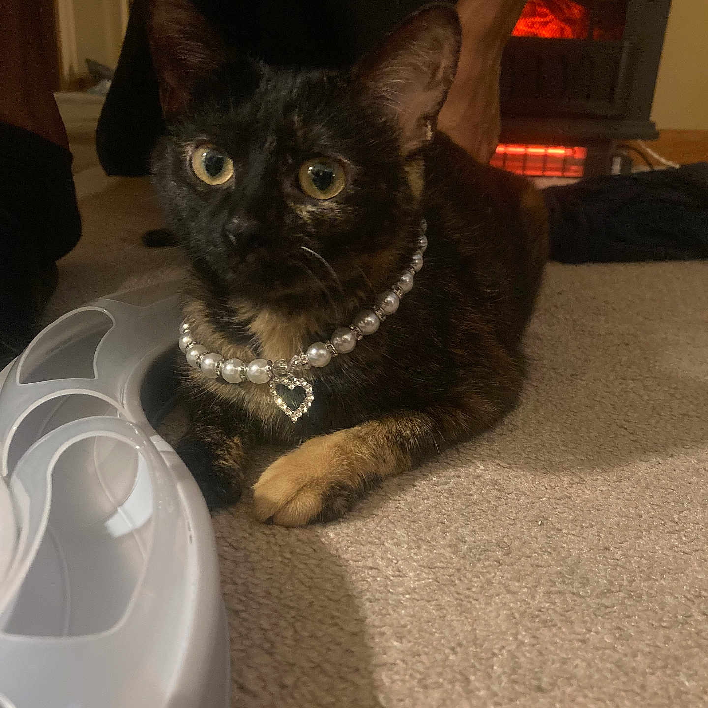Hazel joined the competition — help win amazing prizes! accessories, animal, cat, computerhardware, couch, electronics, fire, fireplace, furniture, hardware, hardwood, indoors, jewelry, kitten, monitor, necklace, person, pet, screen, wood