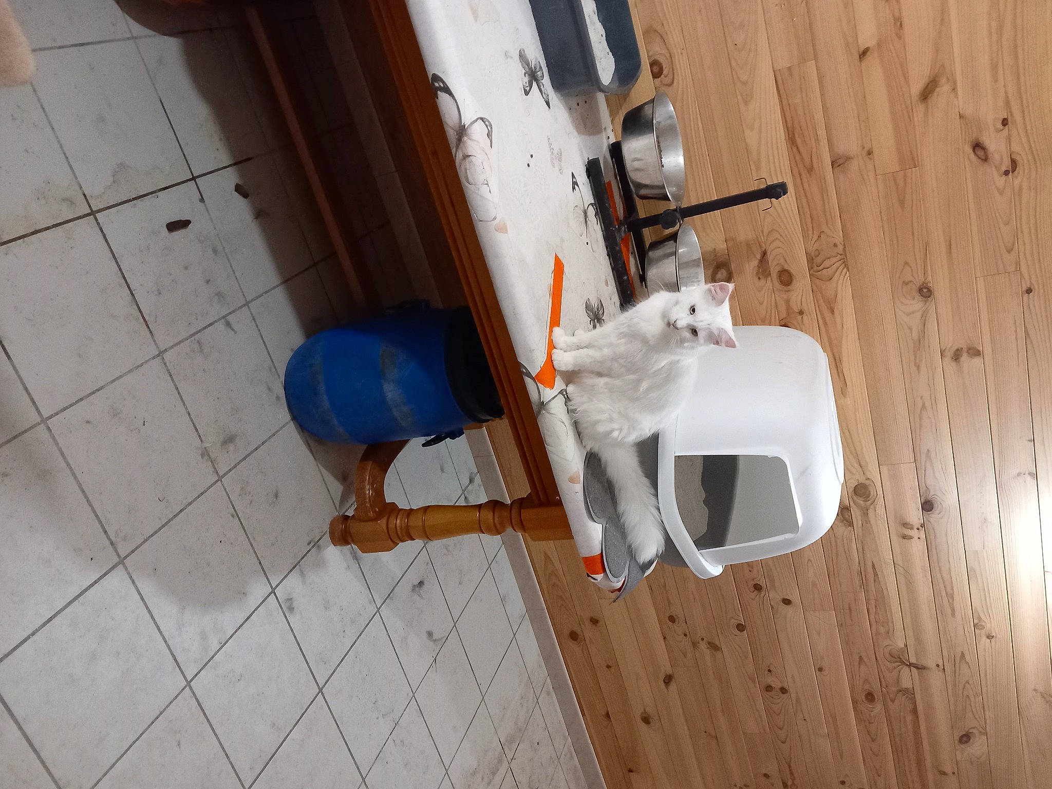 Tysie a rejoint le concours — aidez-le/la à gagner de superbes lots ! cat, ceiling, electrical_supply, electrical_wiring, floor, flooring, gas, hardwood, laminate_flooring, machine, plywood, room, tool, varnish, wood, wood_flooring, wood_stain