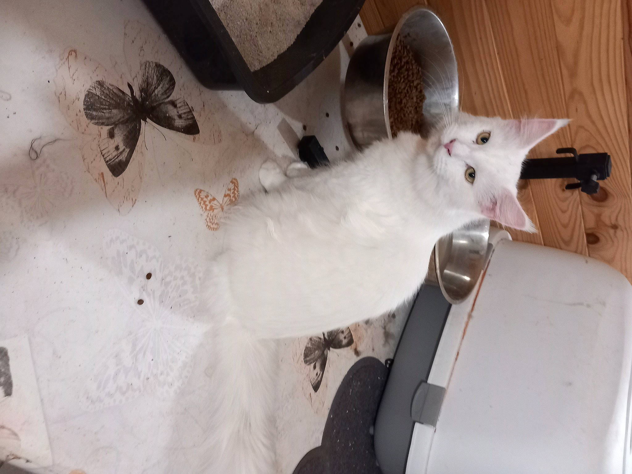 Tysie participe au concours pour gagner de l'argent avec cette photo : arthropod, automotive_exterior, cat, domestic_short_haired_cat, event, felidae, formal_wear, fur, insect, moths_and_butterflies, paper, petal, pollinator, room, small_to_medium_sized_cats, tail, whiskers