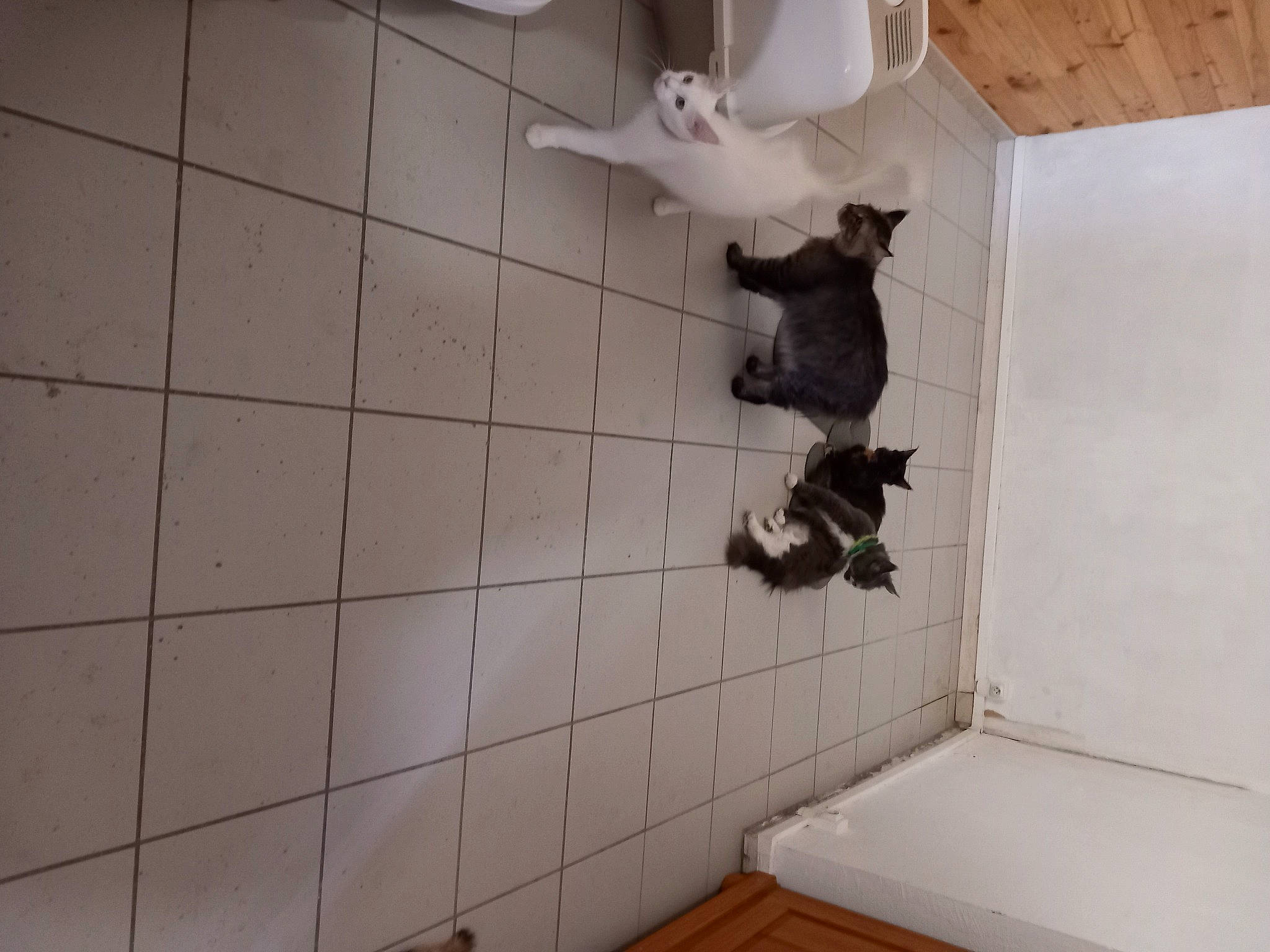 Tysie a rejoint le concours — aidez-le/la à gagner de superbes lots ! art, building, ceiling, daylighting, fawn, floor, flooring, hardwood, horn, house, pattern, plaster, room, sculpture, tail, tile, window, wing, wood, working_animal