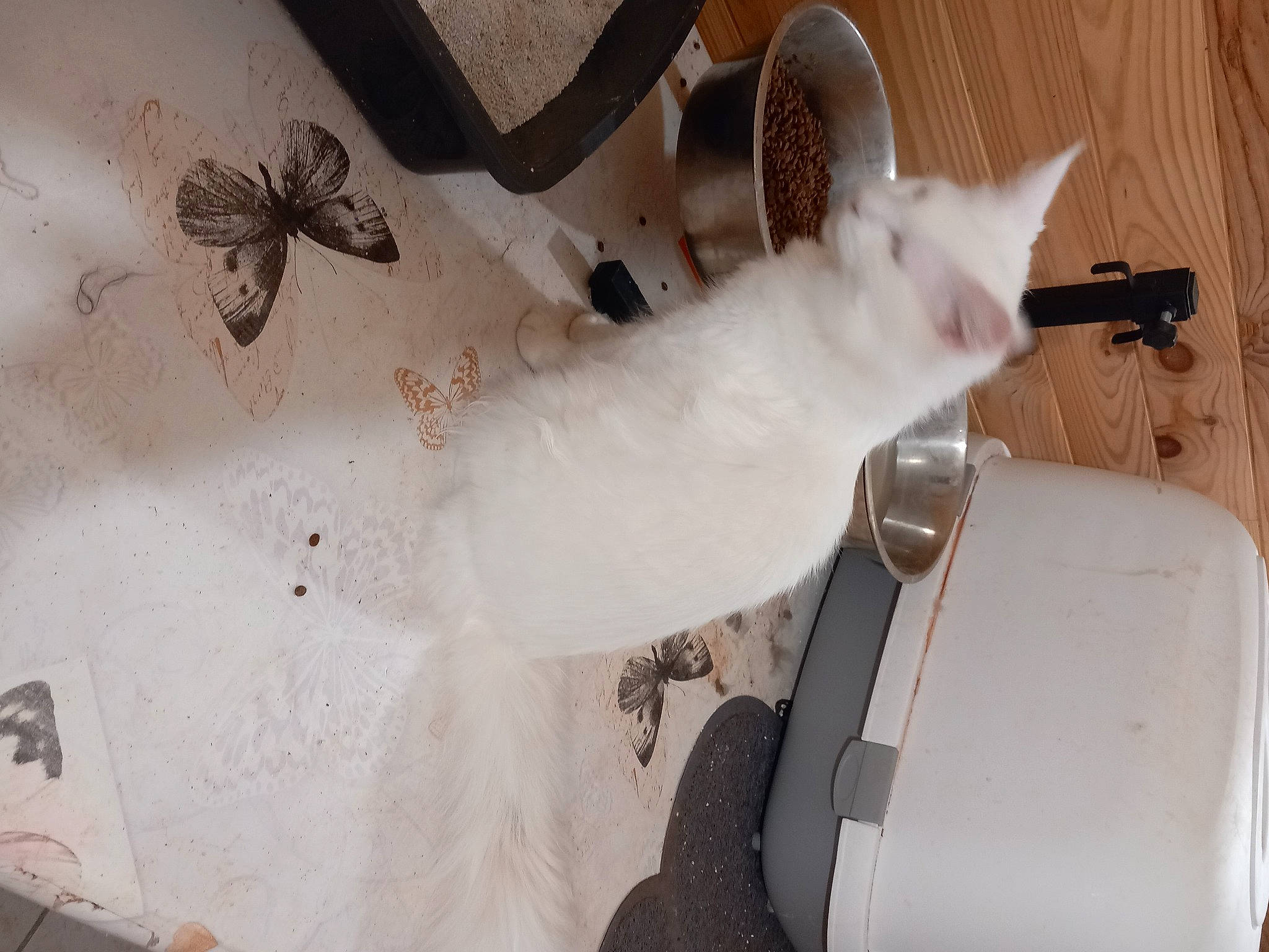 Tysie participe au concours pour gagner de l'argent avec cette photo : arthropod, cat, fawn, felidae, fur, machine, paper, pattern, plaster, room, small_to_medium_sized_cats, tail, visual_arts, whiskers, wing, wood