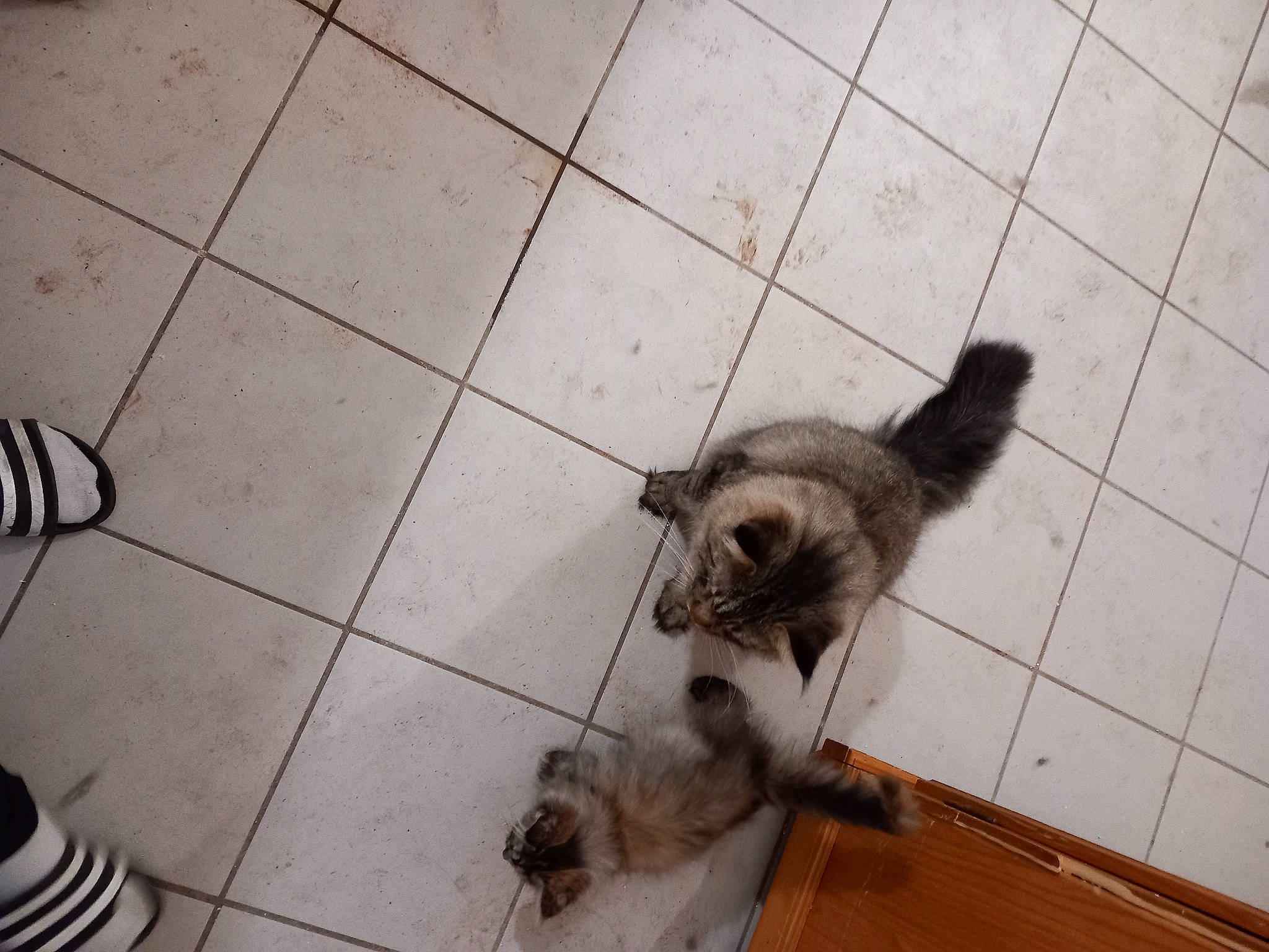 Symba a rejoint le concours — aidez-le/la à gagner de superbes lots ! carnivore, cat, companion_dog, dog_breed, domestic_short_haired_cat, fawn, felidae, floor, flooring, fur, hardwood, pet_supply, small_to_medium_sized_cats, sporting_group, tail, terrestrial_animal, tile, toy_dog, whiskers, wood