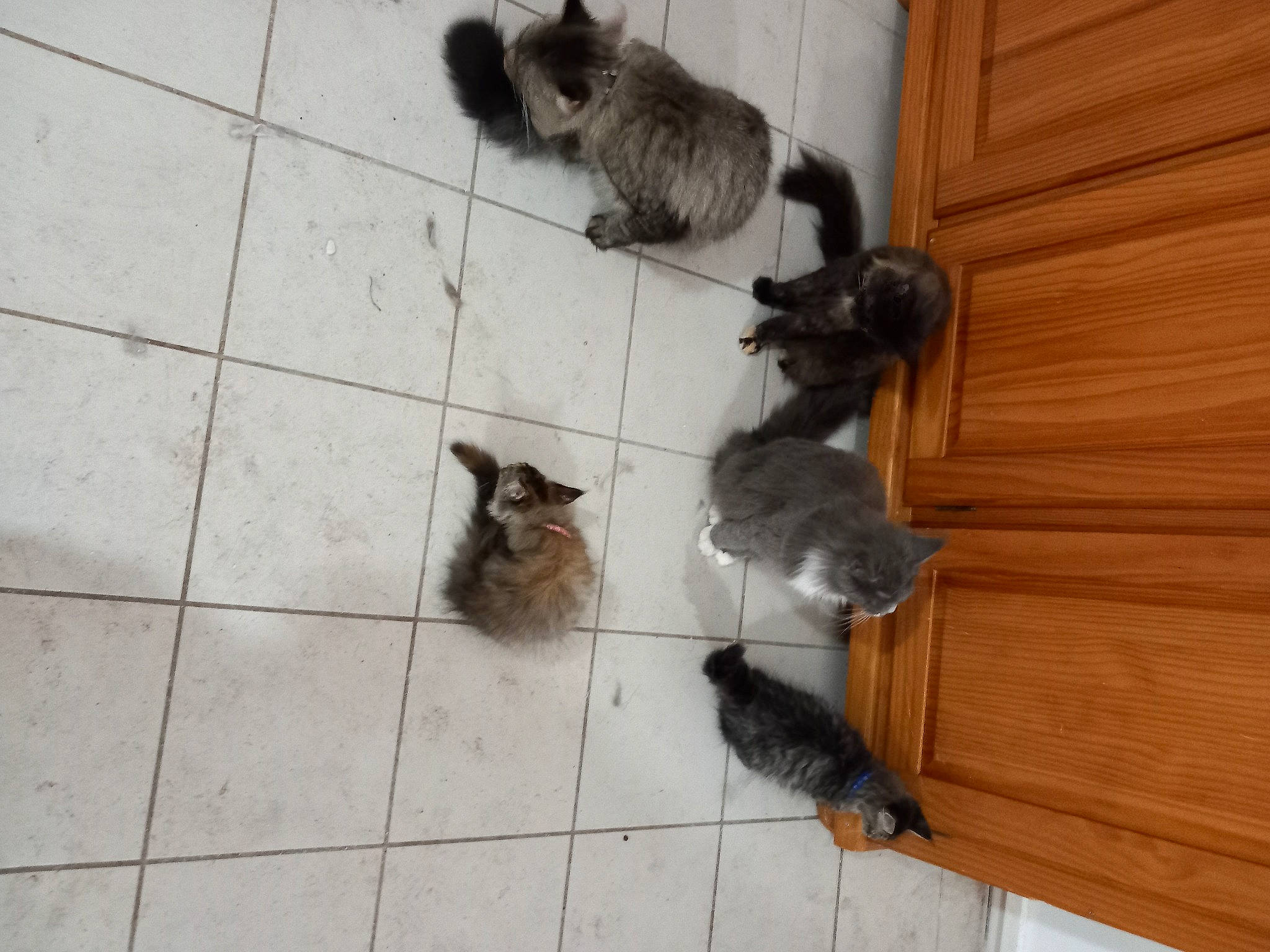 Symba participe au concours pour gagner de l'argent avec cette photo : bird, canidae, carnivore, cat, claw, dog_breed, domestic_short_haired_cat, felidae, floor, flooring, fur, hardwood, perching_bird, small_to_medium_sized_cats, sporting_group, tail, terrestrial_animal, whiskers, wood, wood_stain