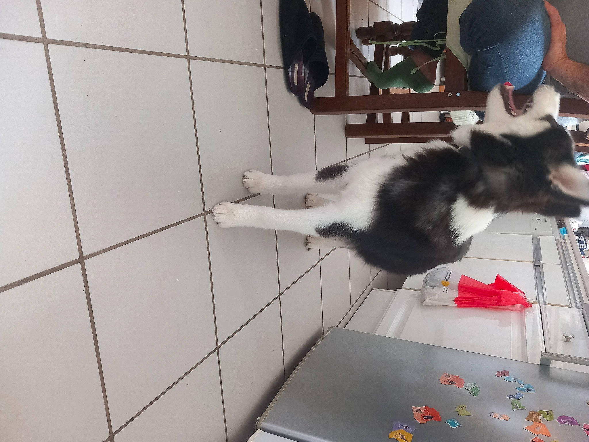 Looky participe au concours pour gagner de l'argent avec cette photo : canidae, carnivore, cat, chair, comfort, domestic_short_haired_cat, felidae, floor, flooring, fur, hardwood, room, small_to_medium_sized_cats, table, tail, whiskers