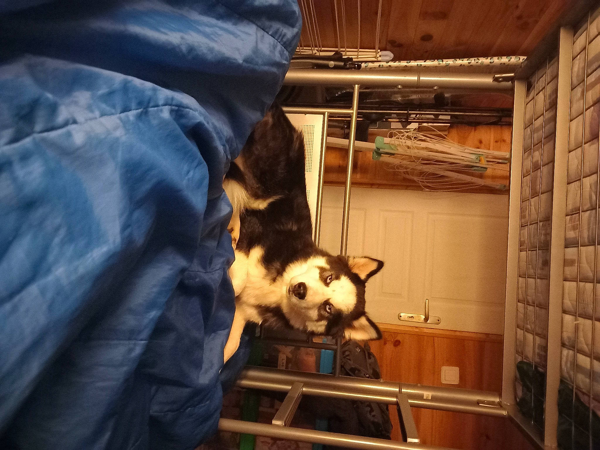 Looky participe au concours pour gagner de l'argent avec cette photo : canidae, carnivore, comfort, companion_dog, dog_breed, felidae, fur, hardwood, lumber, room, small_to_medium_sized_cats, whiskers, wood