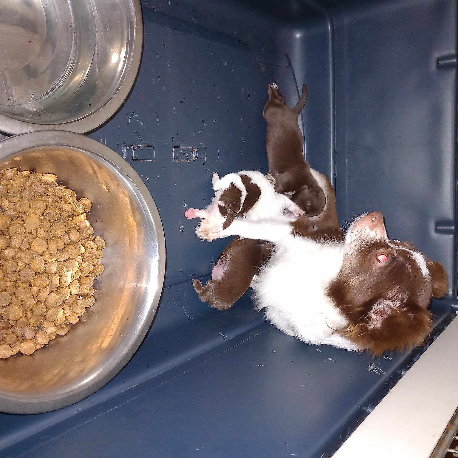 Luna a rejoint le concours — aidez-le/la à gagner de superbes lots ! animal_feed, carnivore, cat_food, cat_supply, companion_dog, dog_breed, dog_food, felidae, food, ingredient, kitchen_utensil, pet_food, pet_supply, pet_vitamins_supplements, recipe, small_animal_food, small_to_medium_sized_cats, staple_food, tableware, whiskers