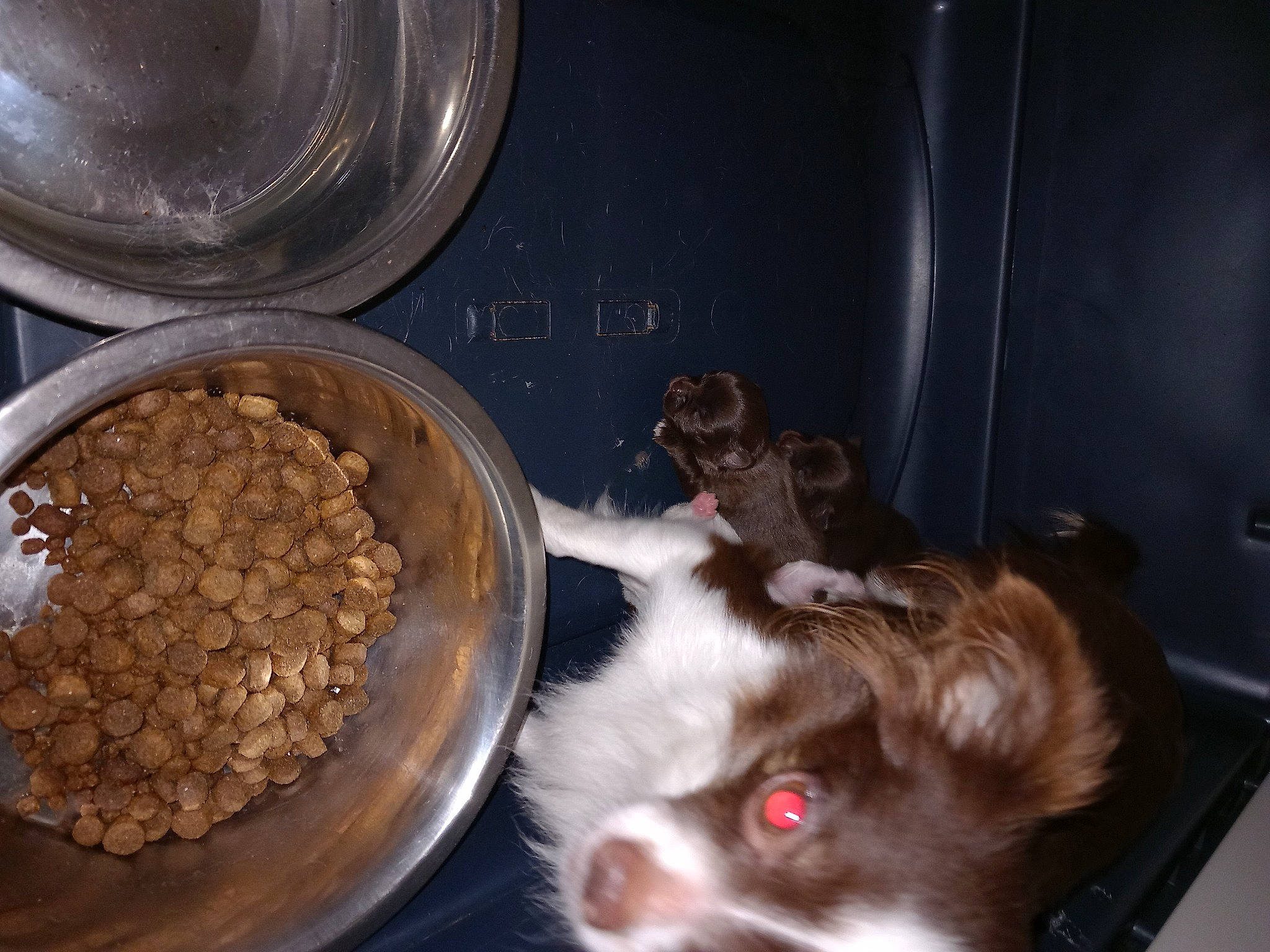 Luna a rejoint le concours — aidez-le/la à gagner de superbes lots ! animal_feed, carnivore, companion_dog, dog, dog_breed, dog_food, fawn, felidae, food, ingredient, liver, pet_food, pet_supply, pet_vitamins_supplements, recipe, small_to_medium_sized_cats, tableware, tail, vegetable, whiskers