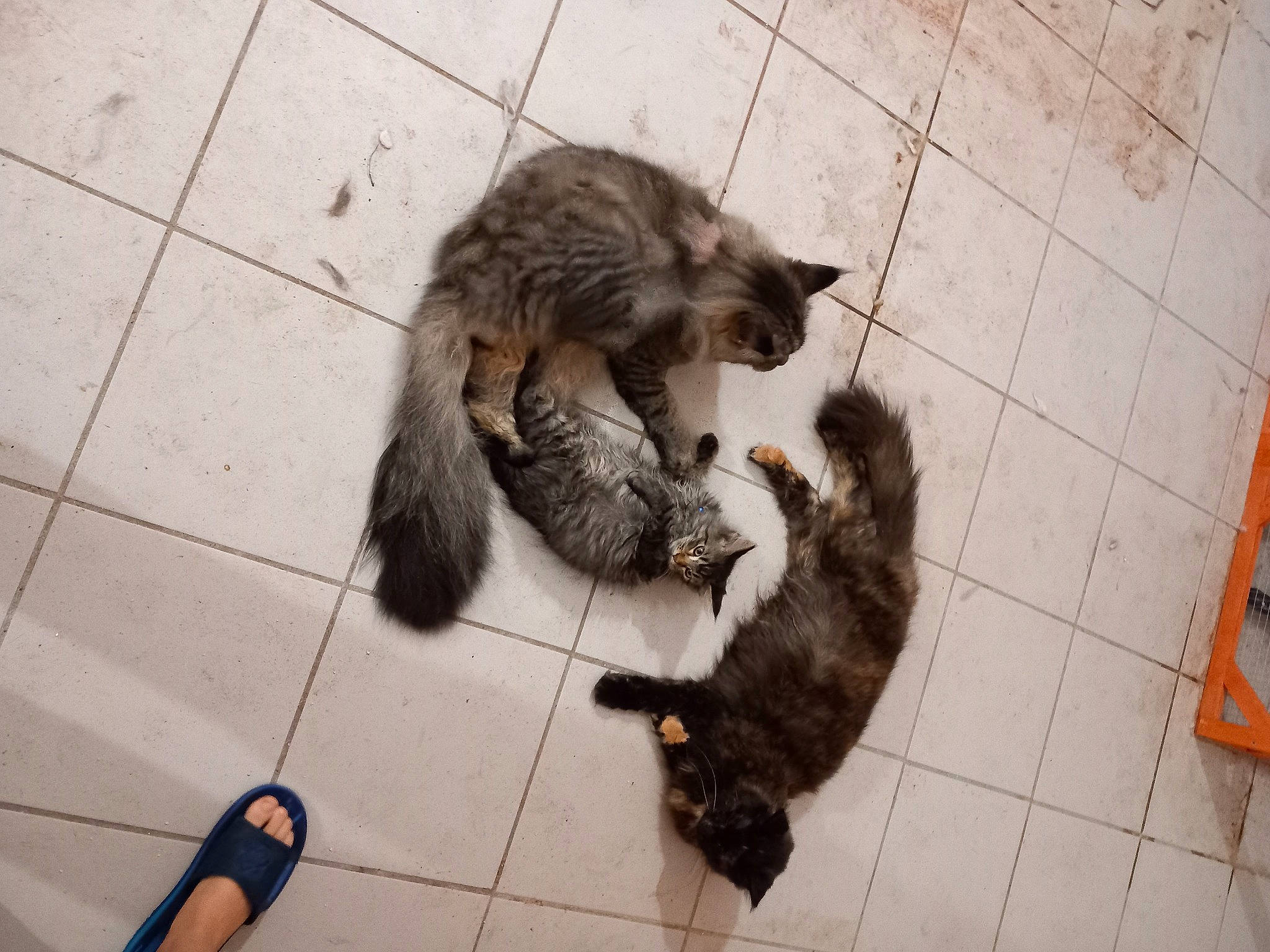 Sybelle participe au concours pour gagner de l'argent avec cette photo : canidae, carnivore, cat, claw, companion_dog, dog_breed, domestic_short_haired_cat, fawn, felidae, floor, flooring, fur, paw, small_to_medium_sized_cats, snout, sporting_group, tail, terrestrial_animal, tile, whiskers