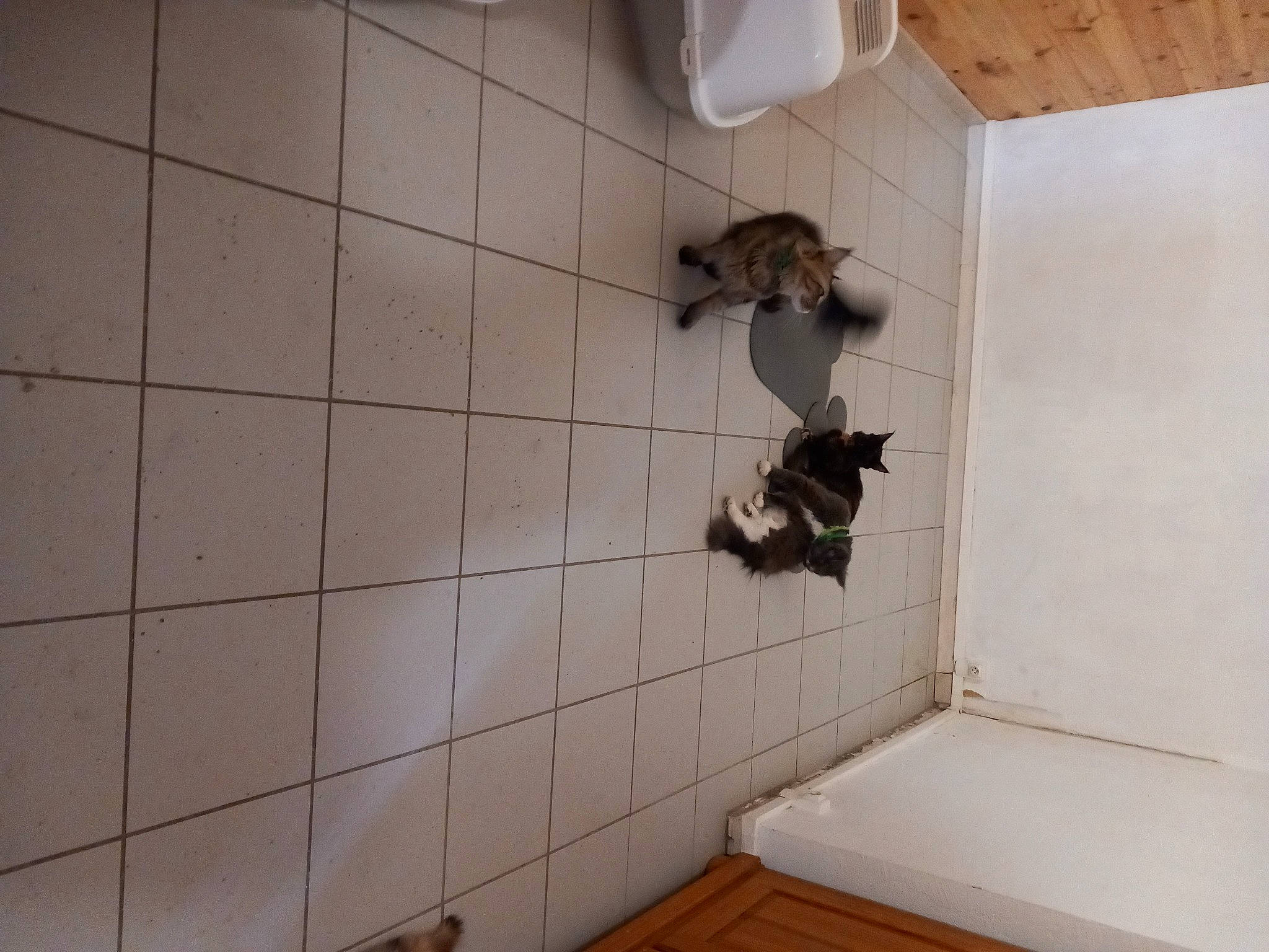 Sybelle a rejoint le concours — aidez-le/la à gagner de superbes lots ! brick, brickwork, building, ceiling, composite_material, concrete, daylighting, fixture, floor, flooring, hardwood, house, pattern, plaster, plywood, room, tile, window, wood, wood_stain