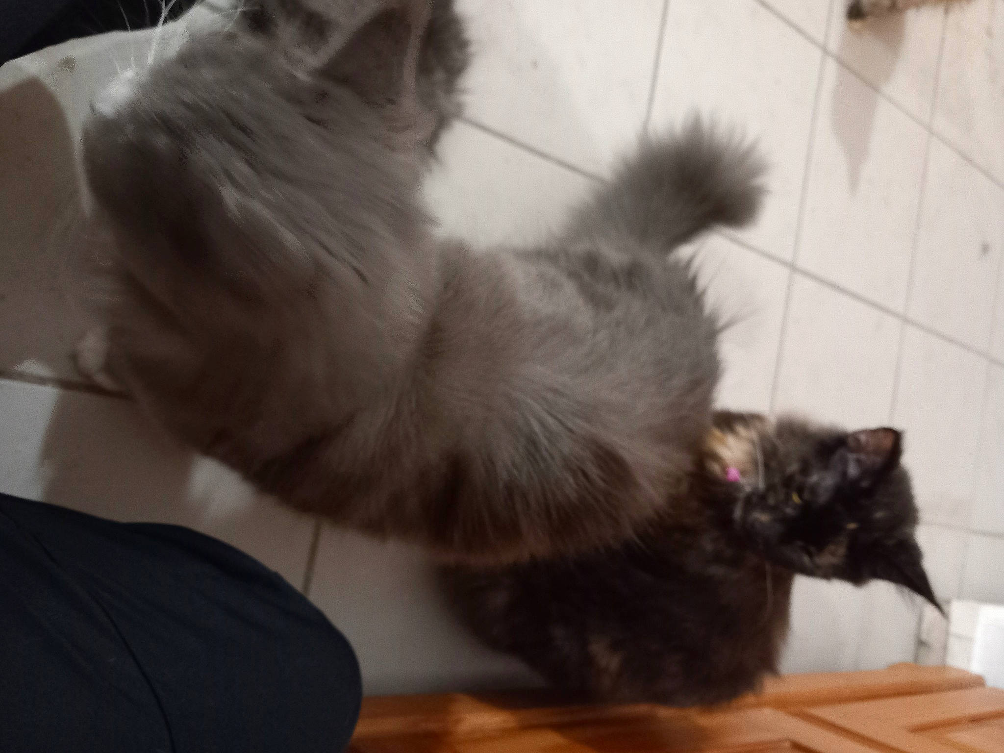 Sybelle a rejoint le concours — aidez-le/la à gagner de superbes lots ! black_cat, carnivore, cat, claw, comfort, companion_dog, domestic_short_haired_cat, felidae, flooring, fur, hardwood, paw, small_to_medium_sized_cats, snout, tail, whiskers, wood