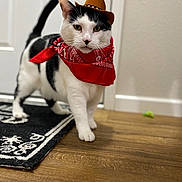 Charlie joined the competition — help win amazing prizes! animal, bandana, black_and_white, cat, close_up, costume, cowboy_hat, cute, domestic_cat, door, floor_rug, fur, indoor, looking_at_camera, pet, playful, standing, tail, whiskers, wooden_floor