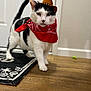 animal, bandana, black_and_white, cat, close_up, costume, cowboy_hat, cute, domestic_cat, door, floor_rug, fur, indoor, looking_at_camera, pet, playful, standing, tail, whiskers, wooden_floor