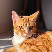 O'Malley participe au concours pour gagner de l'argent avec cette photo : cat, ginger_cat, white_fur, pet, animal, closeup, sunlight, indoor, relaxed, whiskers, pink_nose, feline, portrait, fur_texture, laying_down, ears, eyes, domestic_cat, cute, soft_light
