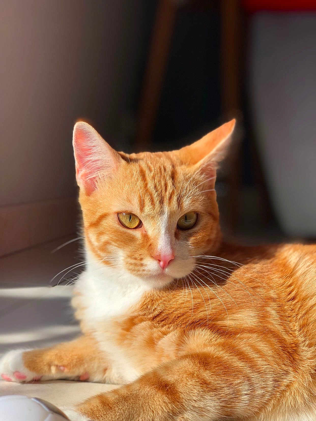 O'Malley participe au concours pour gagner de l'argent avec cette photo : cat, ginger_cat, white_fur, pet, animal, closeup, sunlight, indoor, relaxed, whiskers, pink_nose, feline, portrait, fur_texture, laying_down, ears, eyes, domestic_cat, cute, soft_light