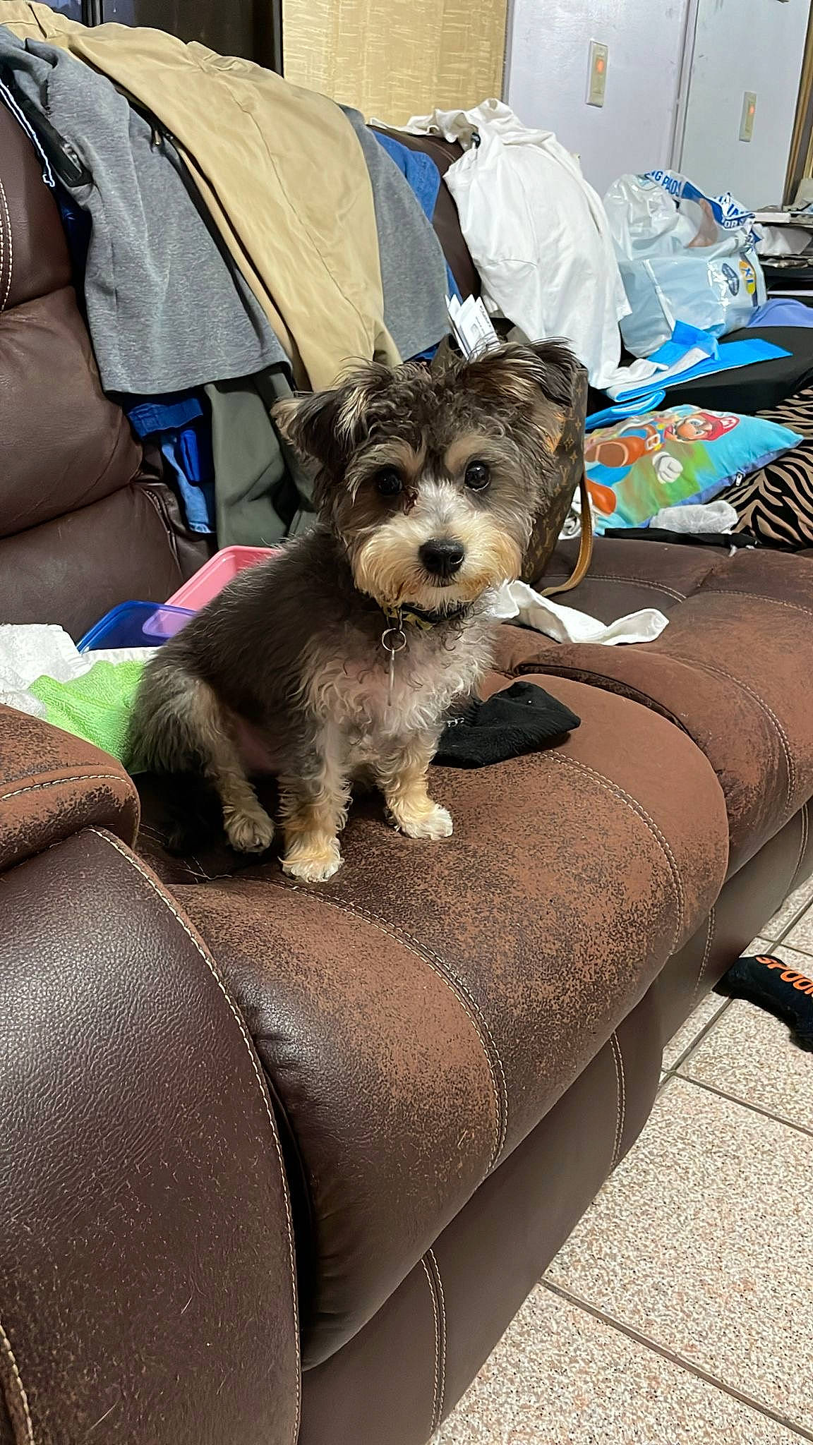 Lightening joined the competition — help win amazing prizes! canidae, carnivore, chair, collar, comfort, companion_dog, dog, dog_breed, dog_supply, fashion_accessory, fur, schnauzer, sitting, small_terrier, snout, sporting_group, standard_schnauzer, terrier, toy_dog, working_animal